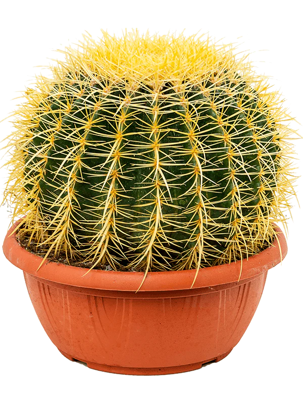 Office Plants