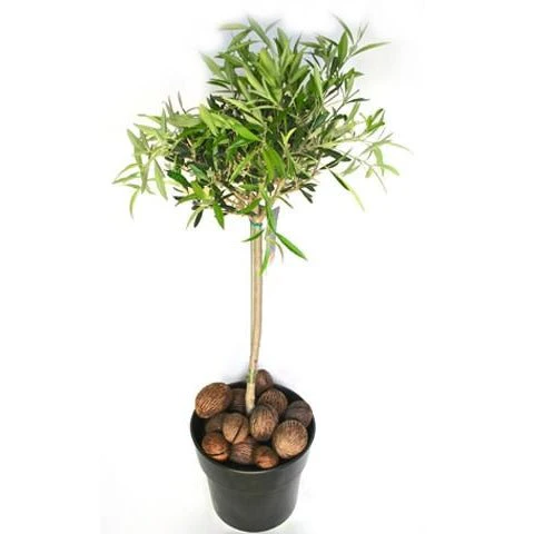 Large Plants