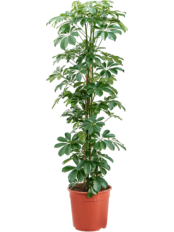 Bestselling Indoor Plants