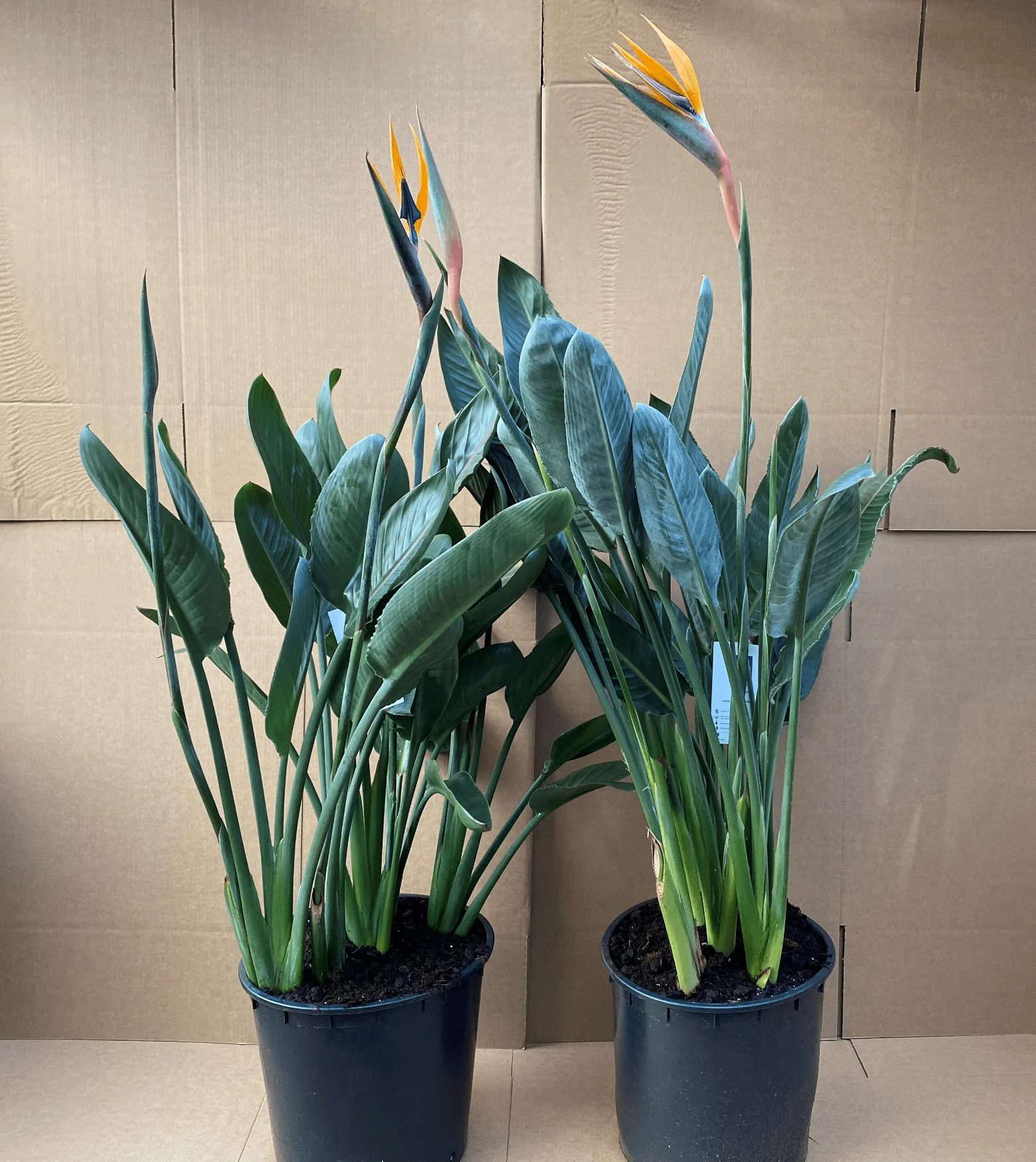 Easy Care Plants